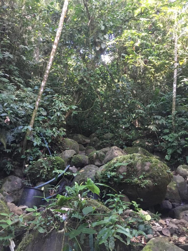 Green Mountain And Lodge Turrialba Esterno foto