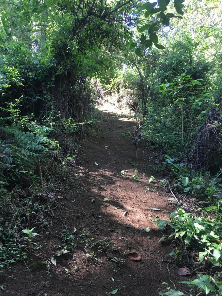 Green Mountain And Lodge Turrialba Esterno foto