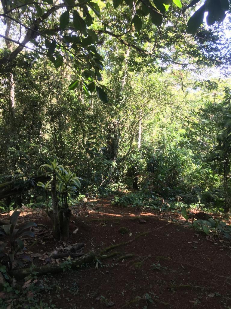 Green Mountain And Lodge Turrialba Esterno foto