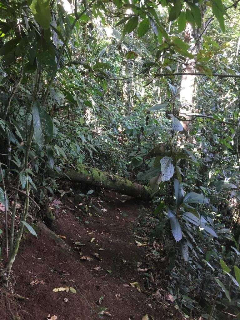 Green Mountain And Lodge Turrialba Esterno foto