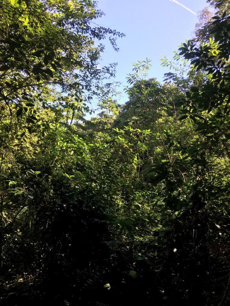 Green Mountain And Lodge Turrialba Esterno foto
