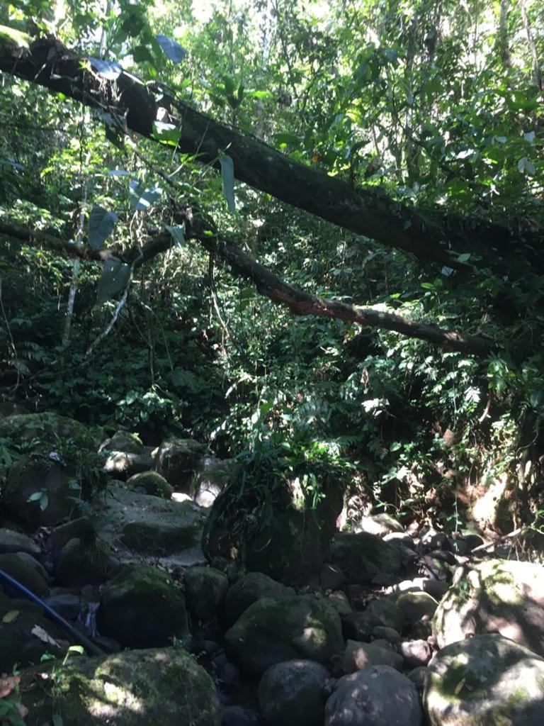 Green Mountain And Lodge Turrialba Esterno foto