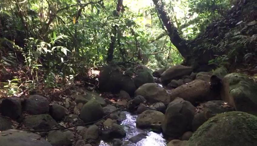 Green Mountain And Lodge Turrialba Esterno foto